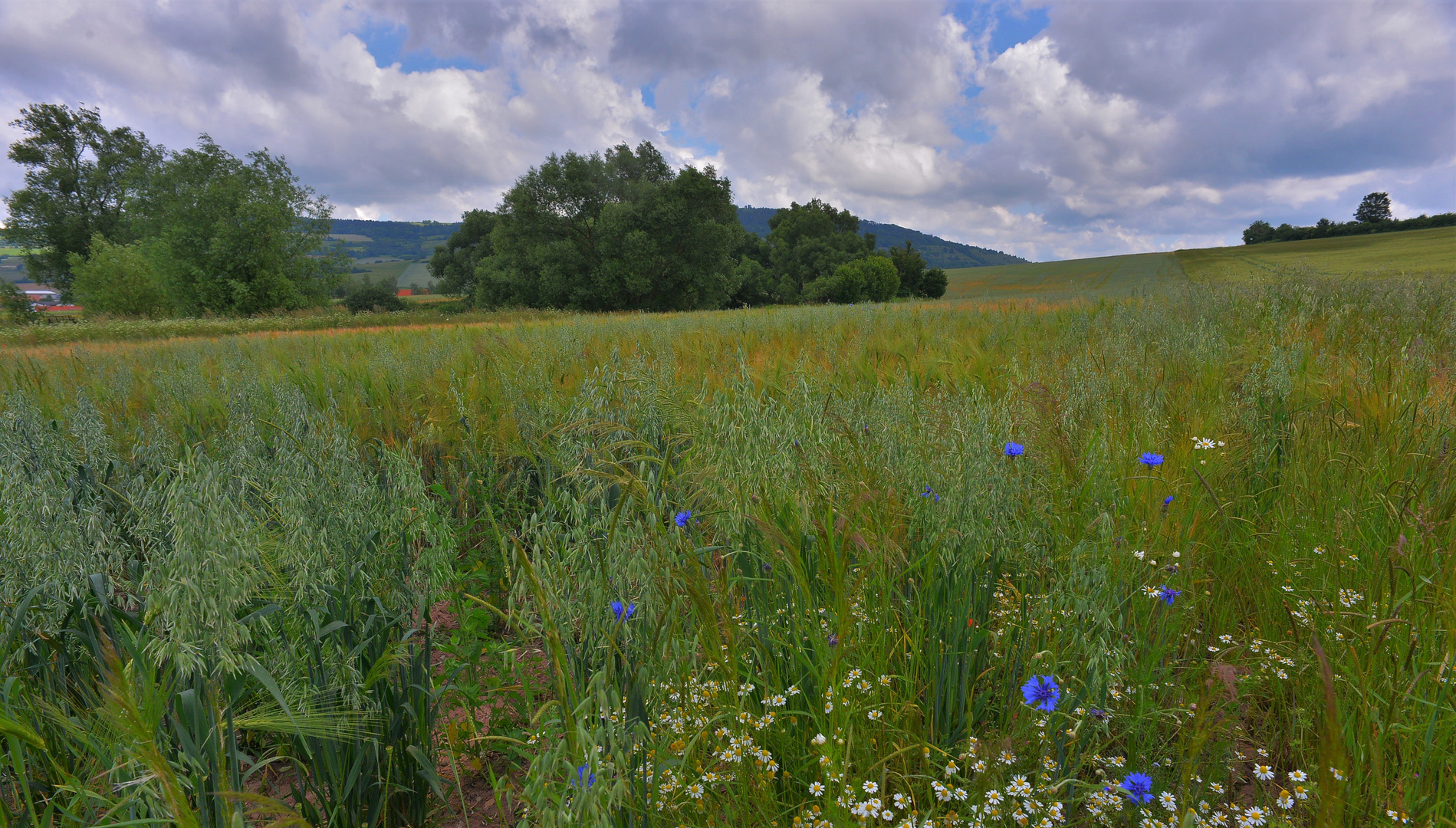 Kornblumen (acianos)