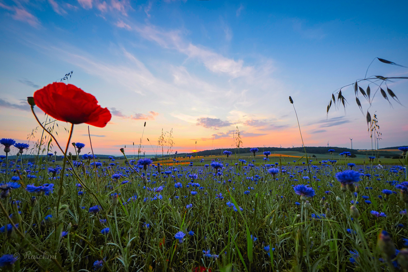 KORNBLUMEN am ABEND