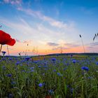 KORNBLUMEN am ABEND