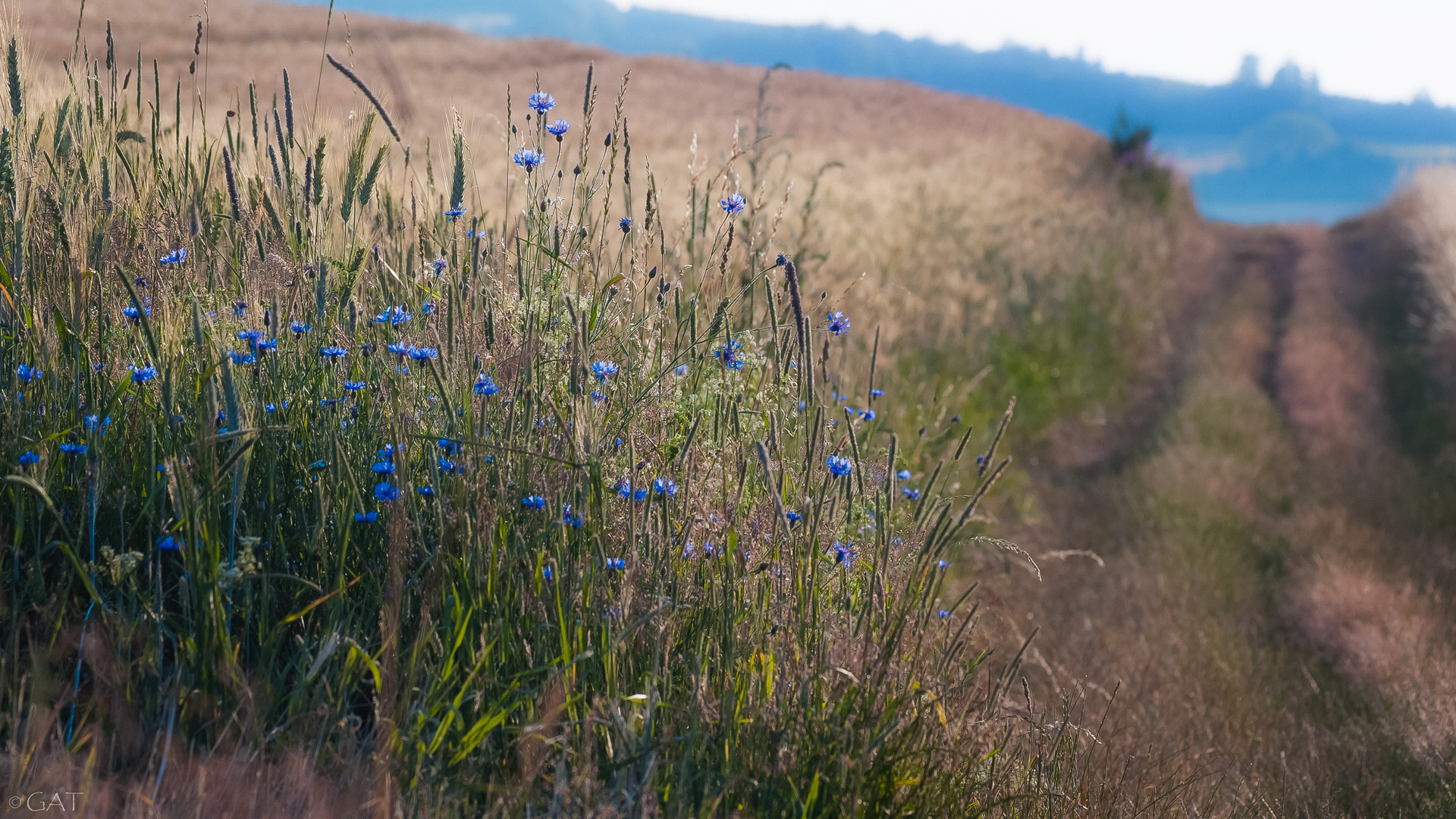 Kornblumen am Feldrain