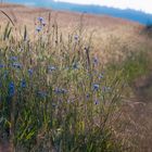 Kornblumen am Feldrain