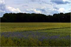 Kornblumen am Feldrand