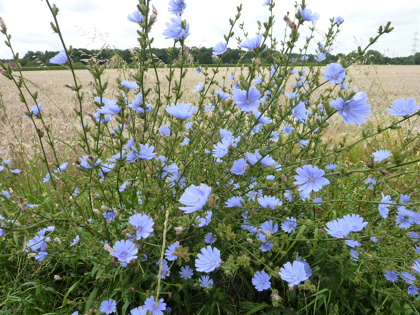 Kornblumen am Feldrand