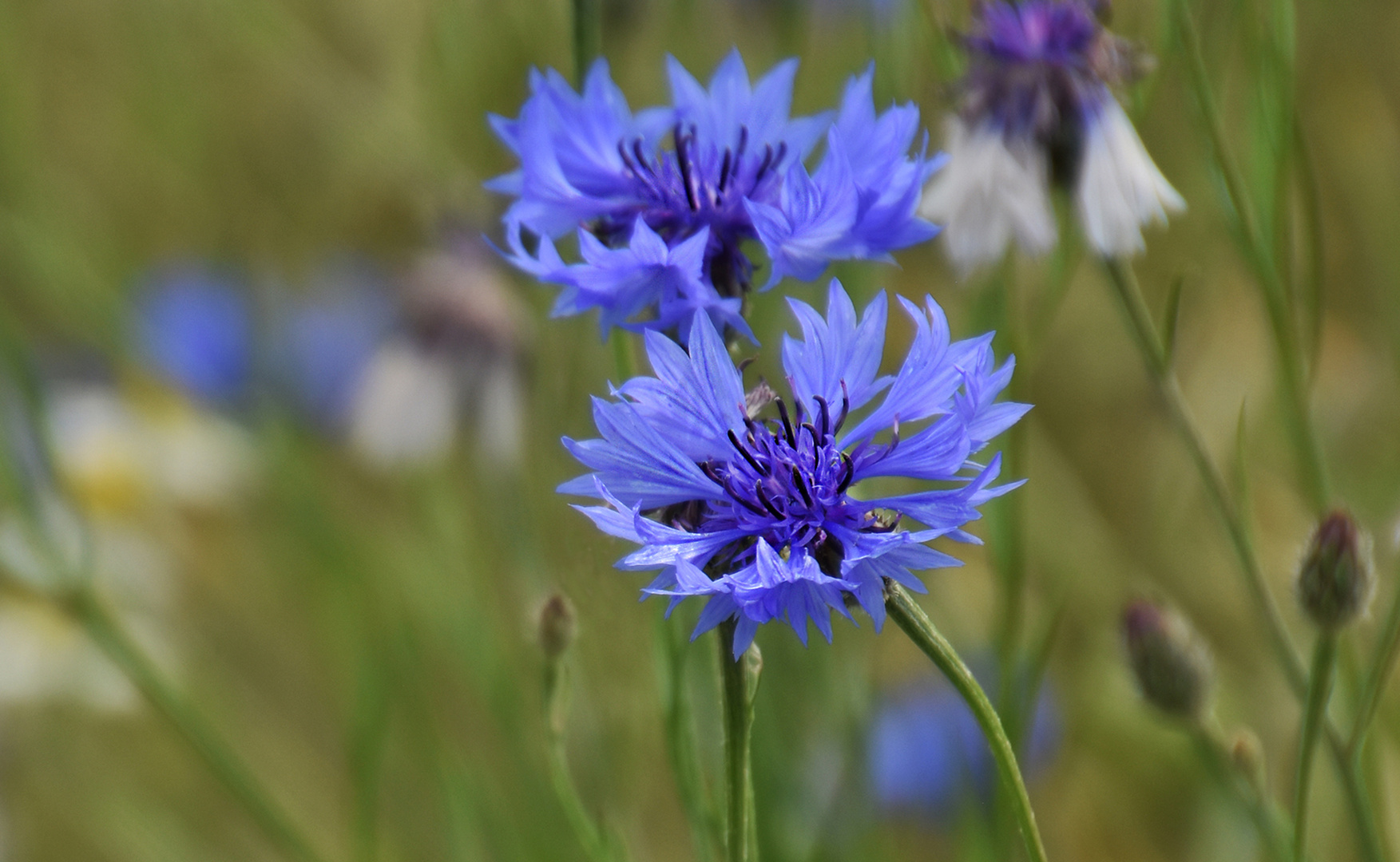 Kornblumen am Feldrand....