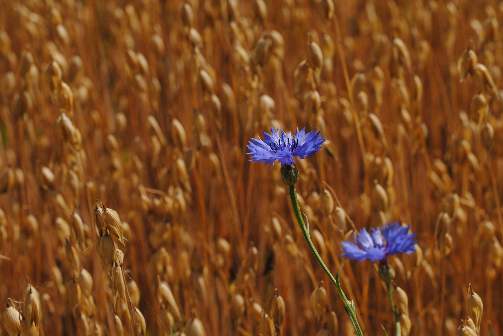 Kornblumen am Wegesrand