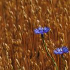 Kornblumen am Wegesrand