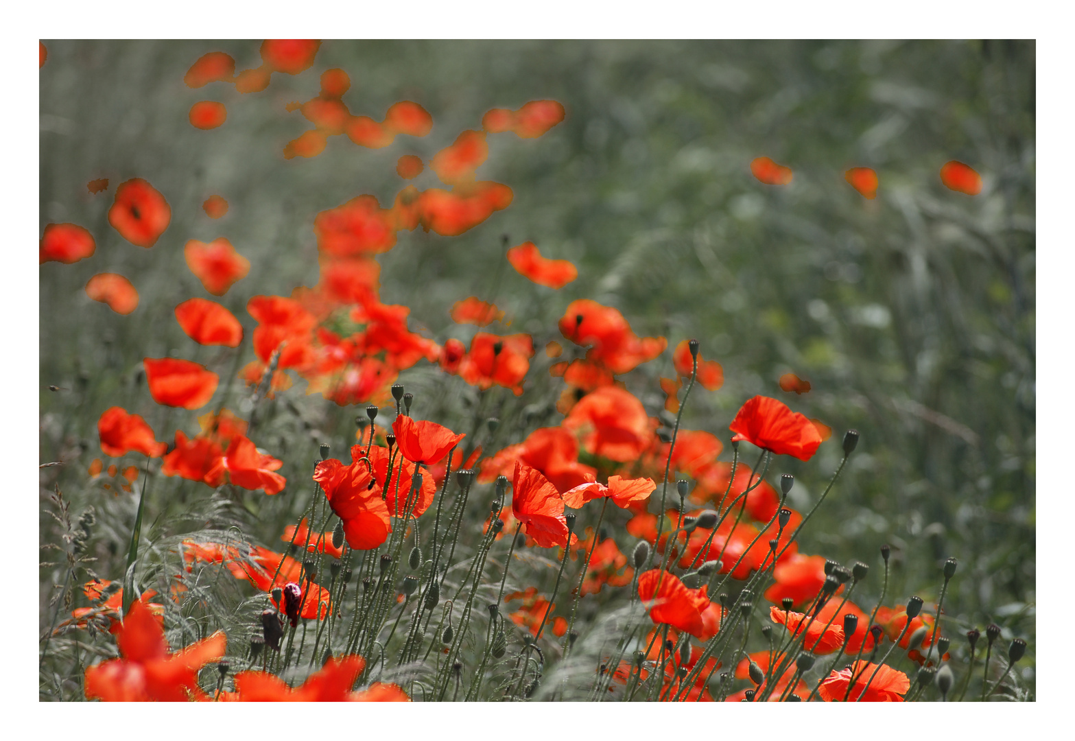 Kornblumen am Wegesrand