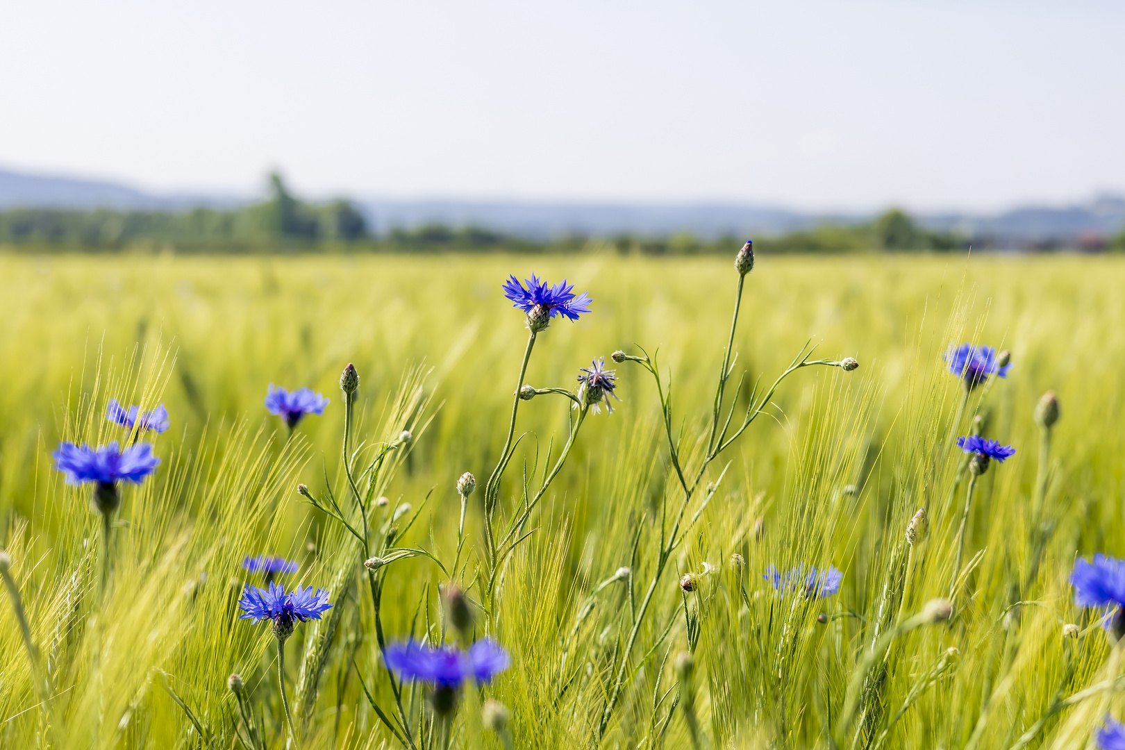 Kornblumen am Wegesrand