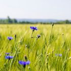 Kornblumen am Wegesrand