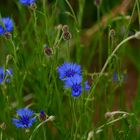 Kornblumen am Wegesrand