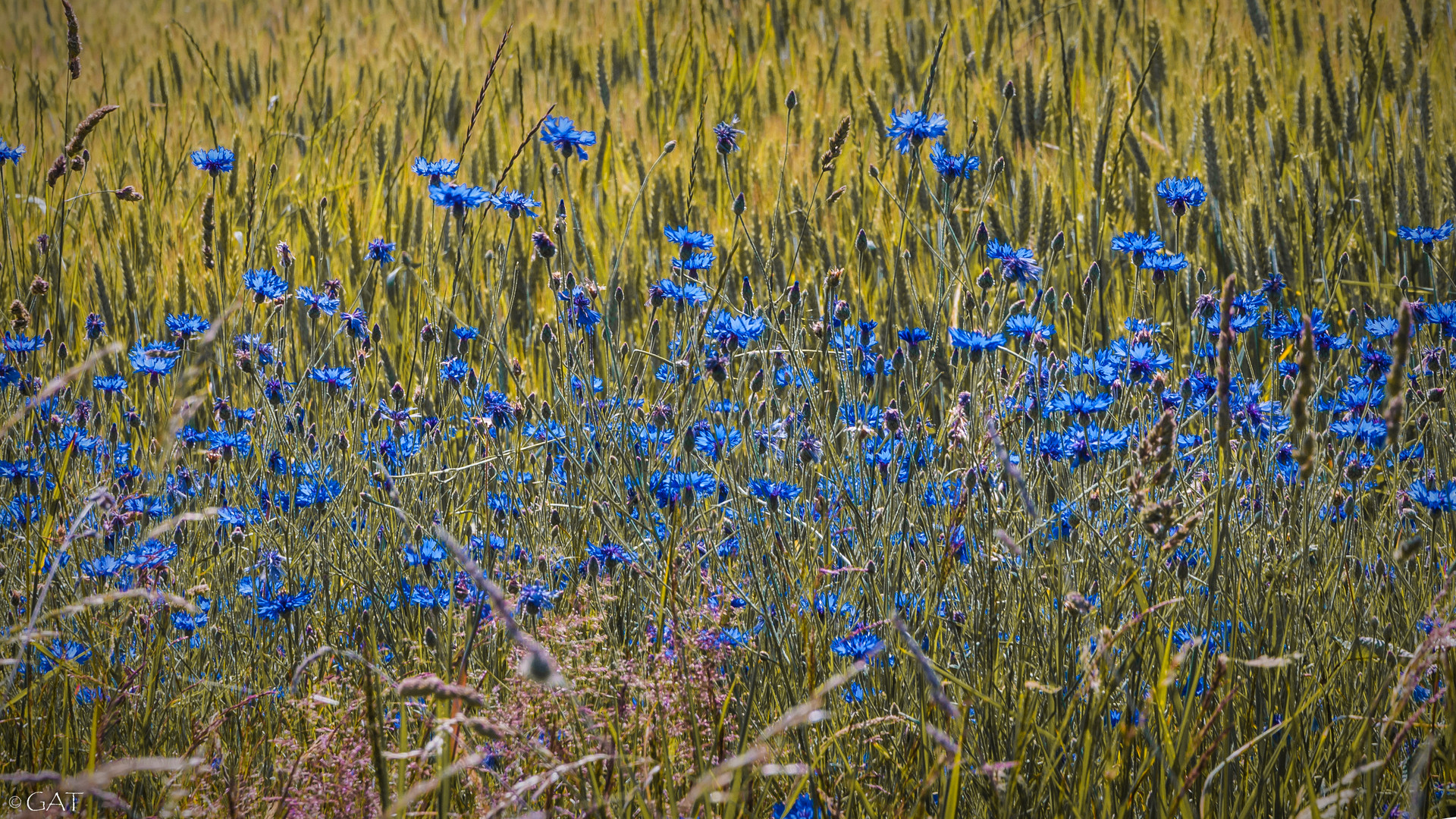 Kornblumen am Wegrand