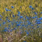 Kornblumen am Wegrand