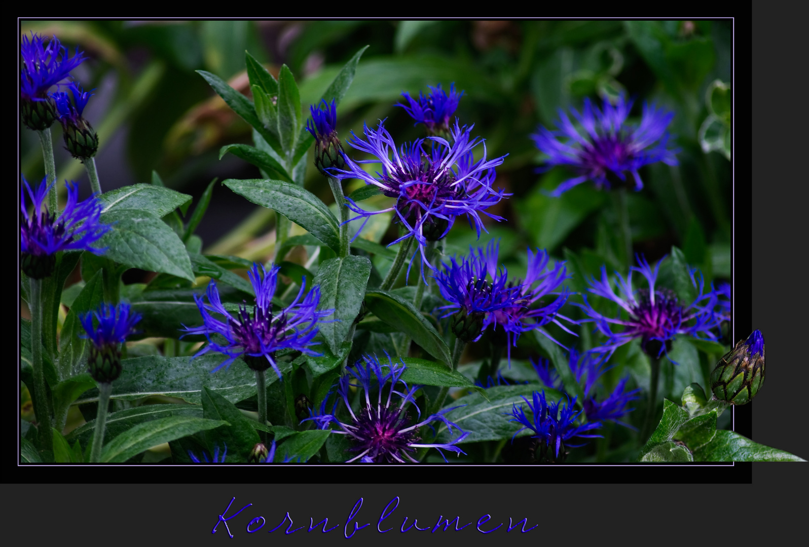 Kornblumen auf meinem Blumenbeet