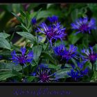 Kornblumen auf meinem Blumenbeet