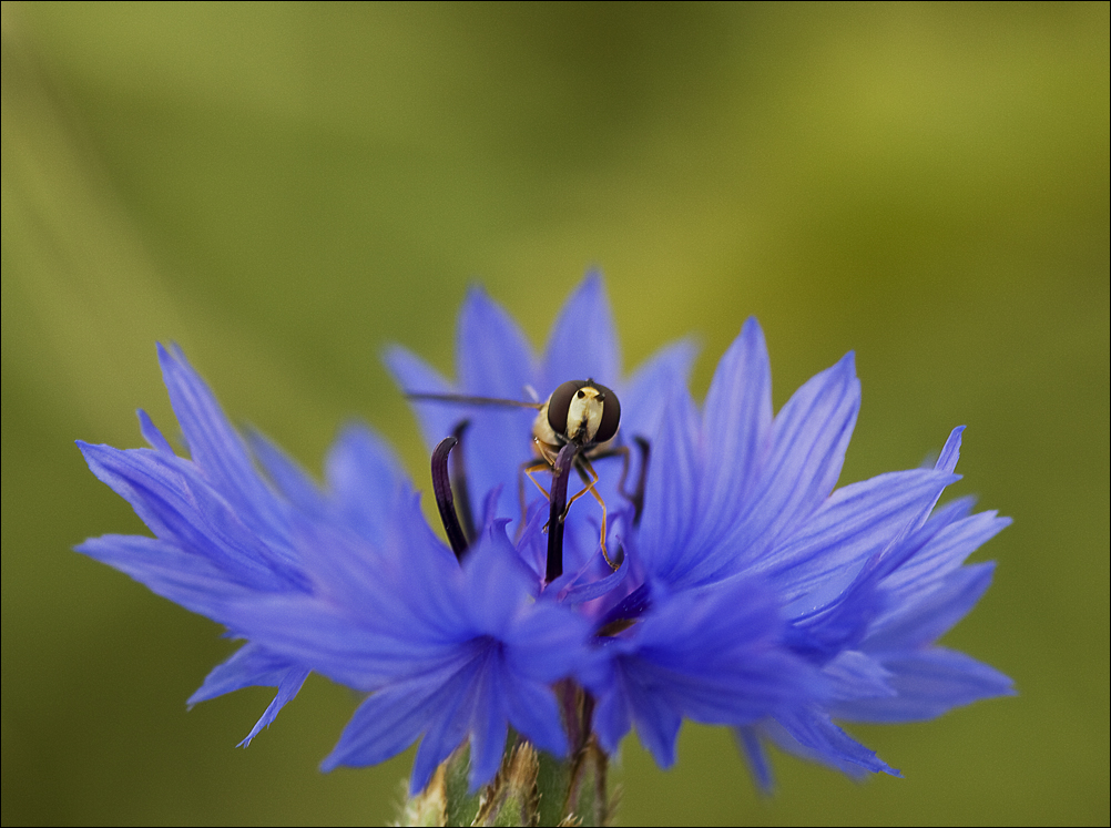 KornBlumen auf Schwebfliege