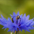 KornBlumen auf Schwebfliege