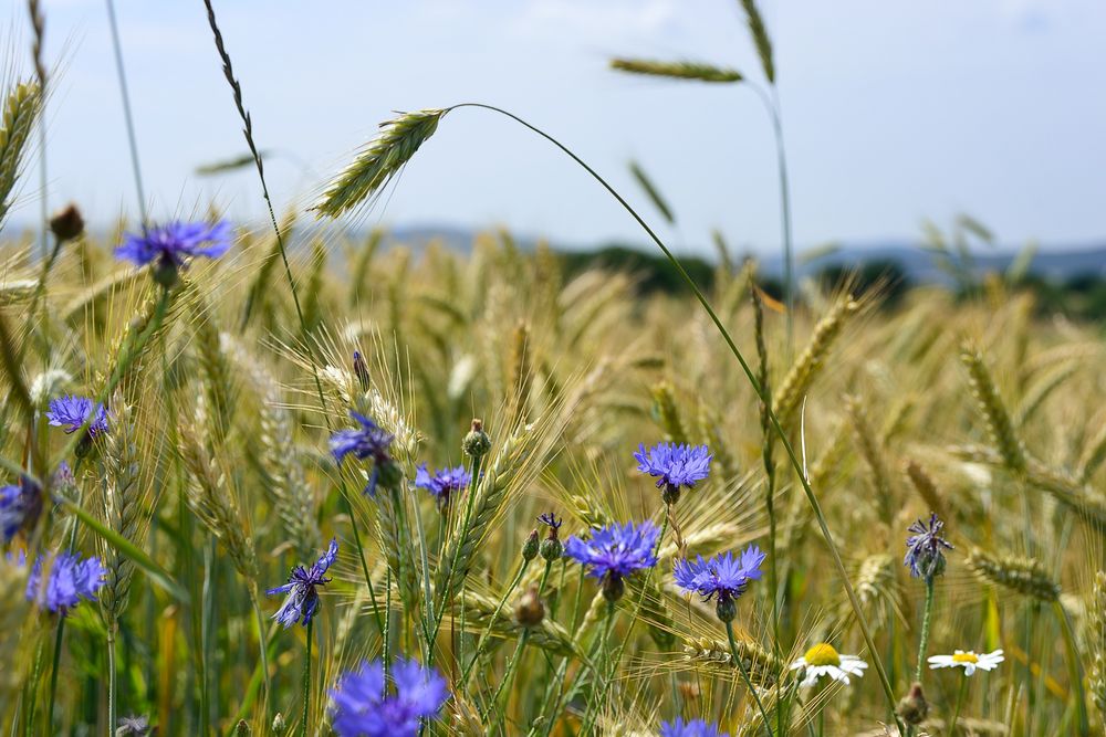 Kornblumen