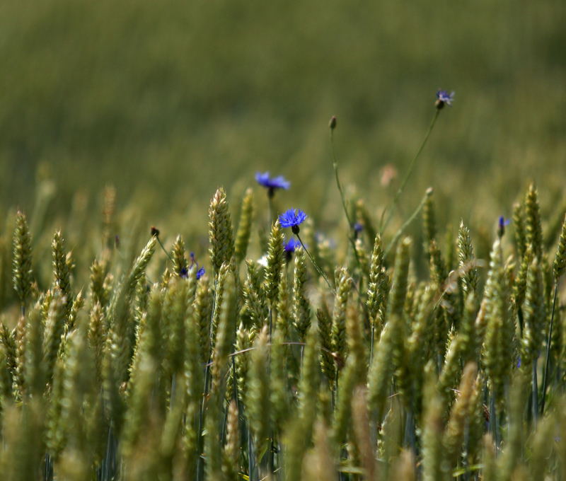 Kornblumen