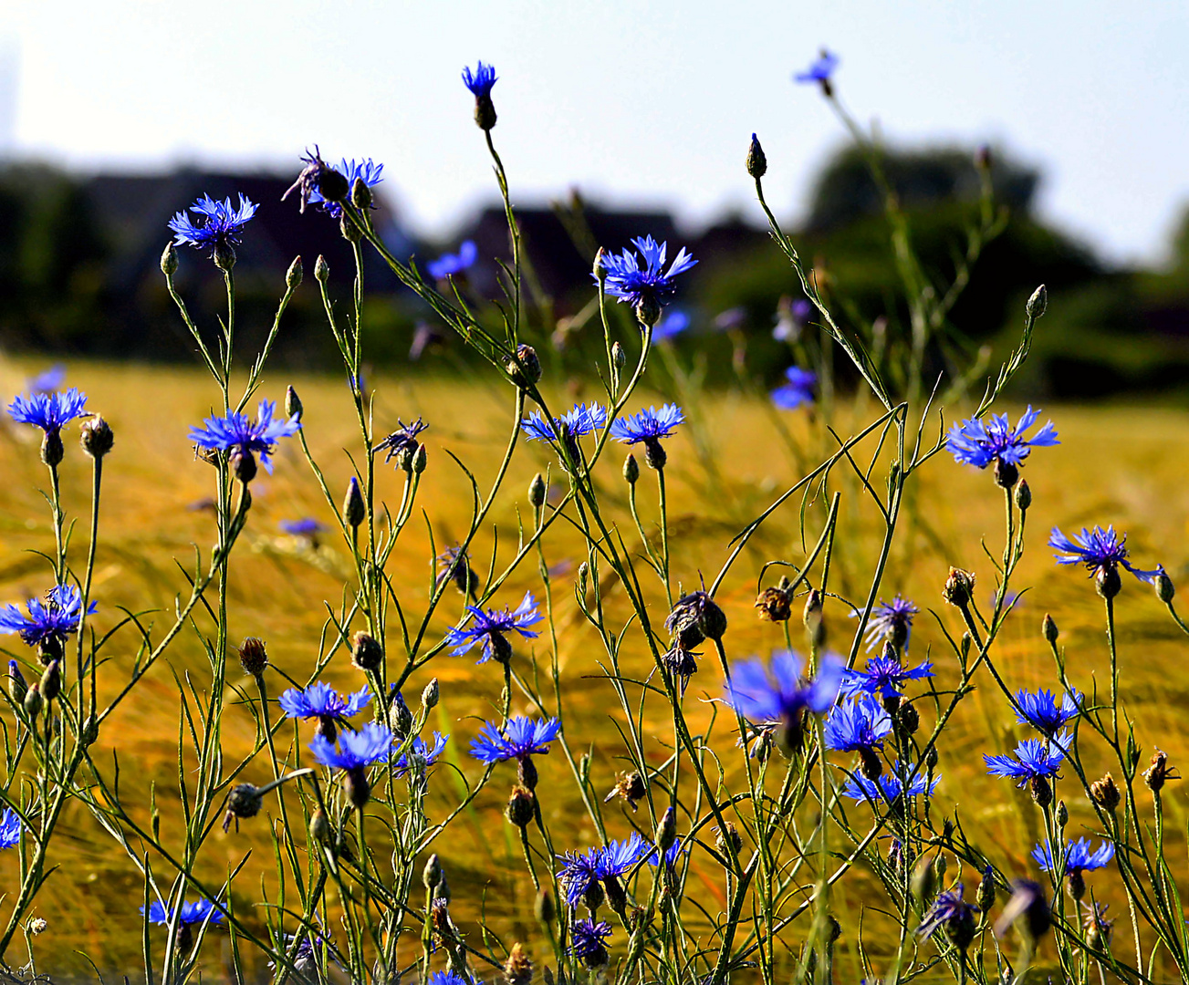 Kornblumen bei Abendlicht 