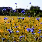 Kornblumen bei Abendlicht 