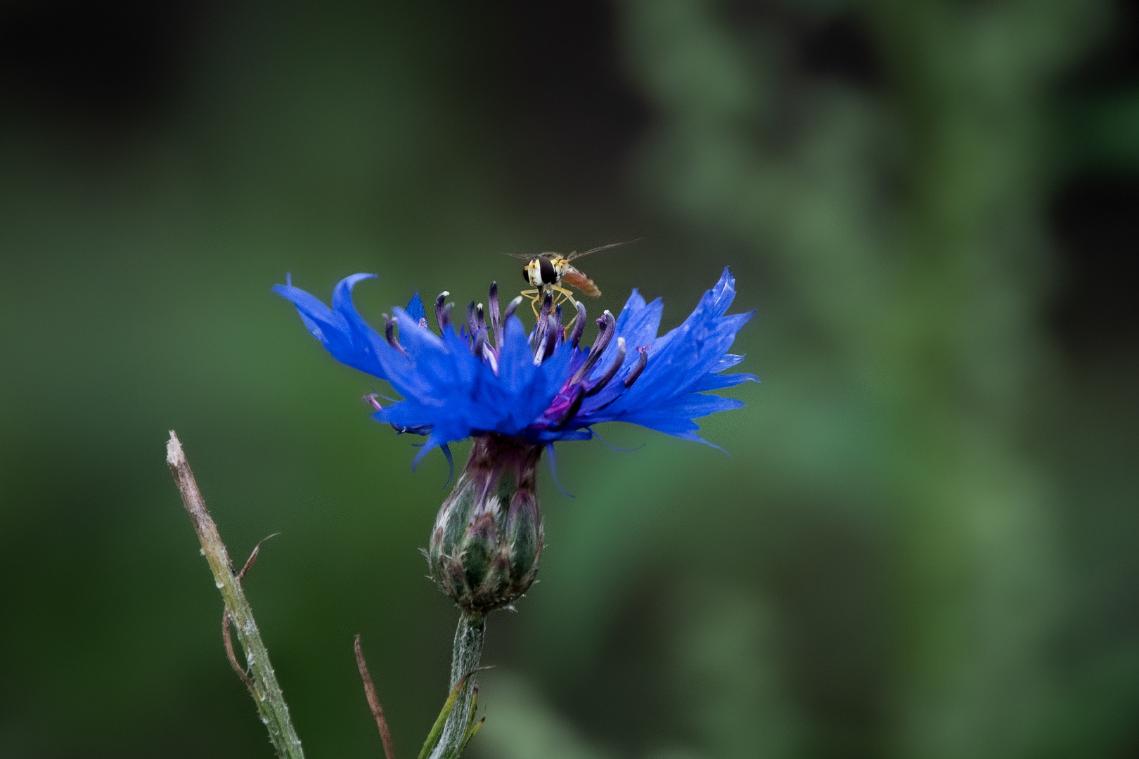 Kornblumen-Besucher