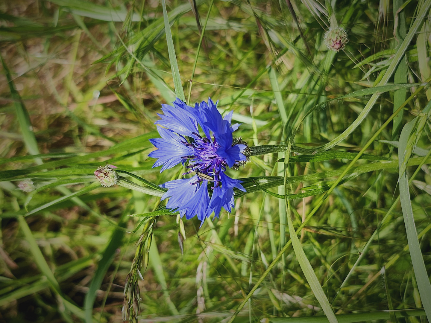 Kornblumen blau