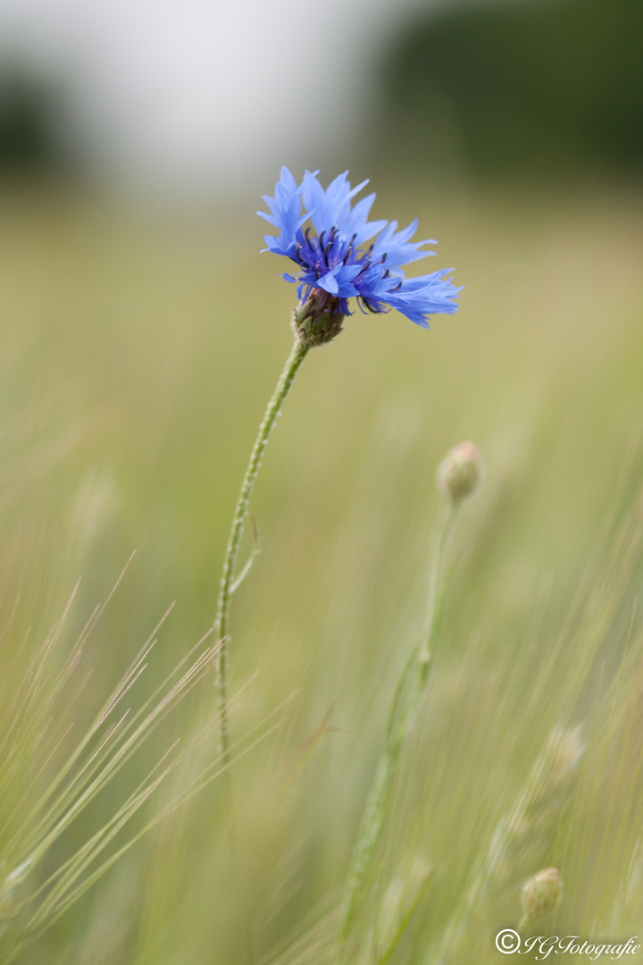 Kornblumen Blau