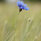 Kornblumen Blau