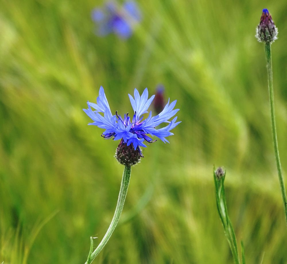 Kornblumen-Blau