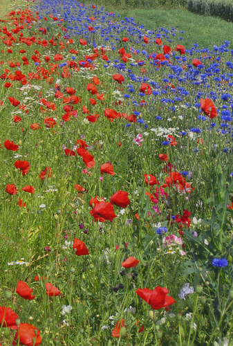 Kornblumen blau ...