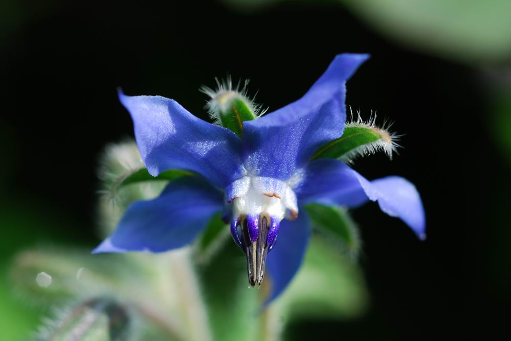 Kornblumen-blau