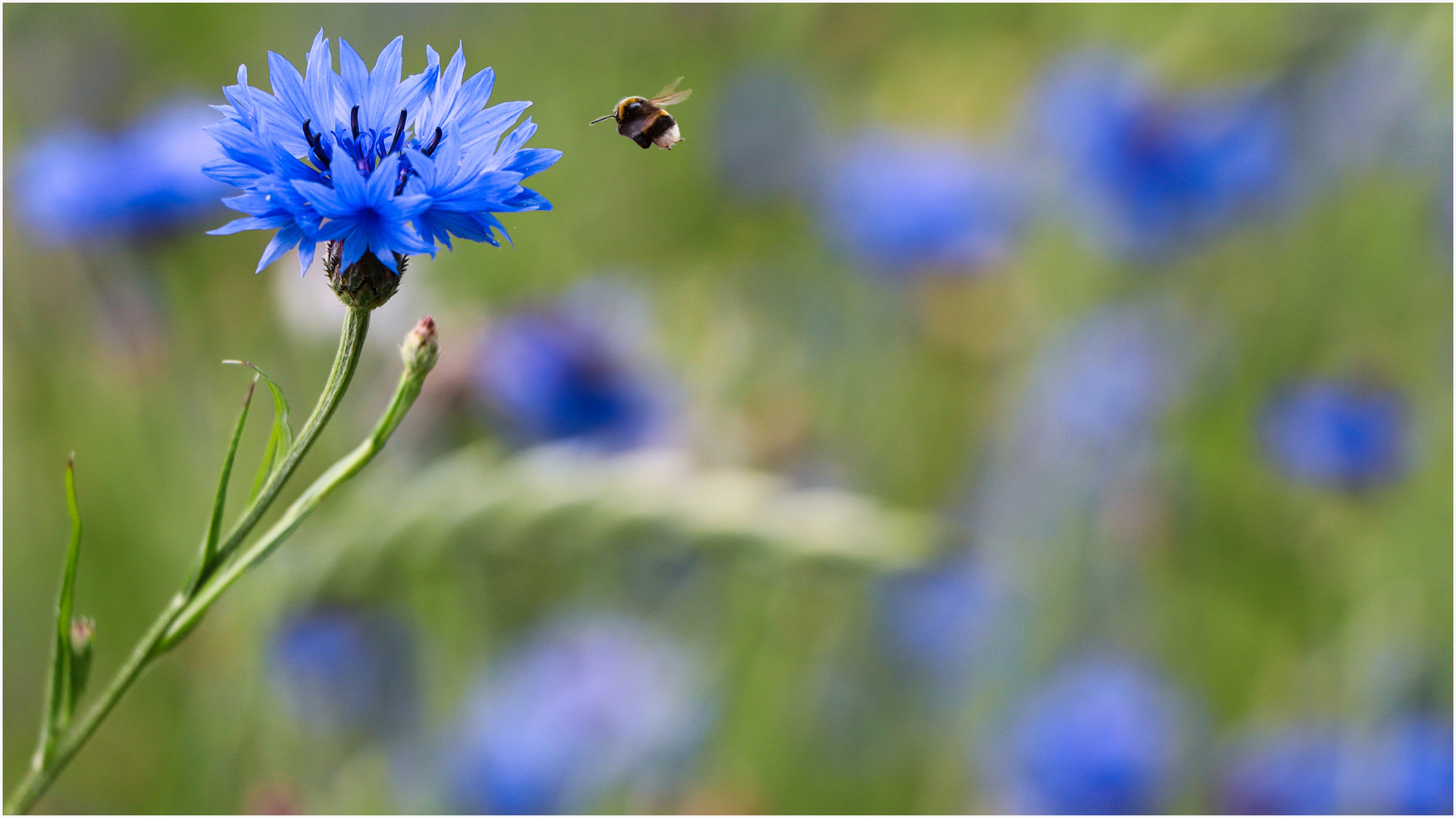 Kornblumen blau.......