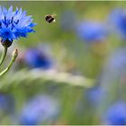 Kornblumen blau.......