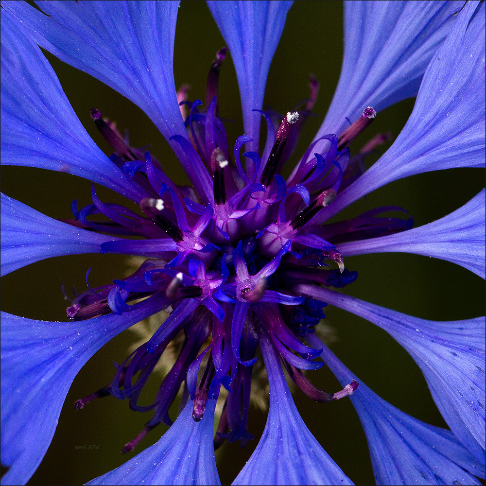 Kornblumen-blau