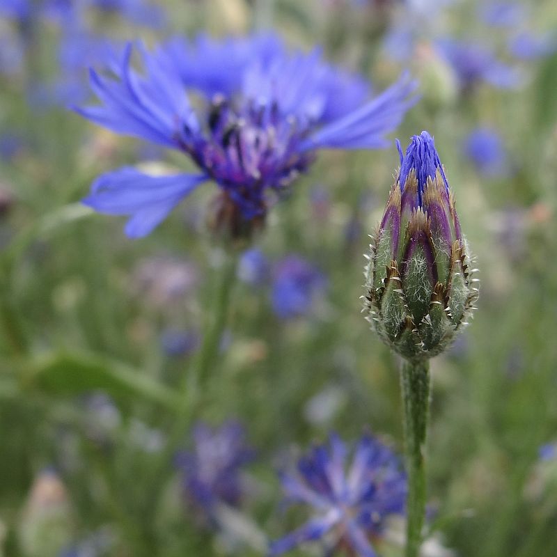 Kornblumen blau...