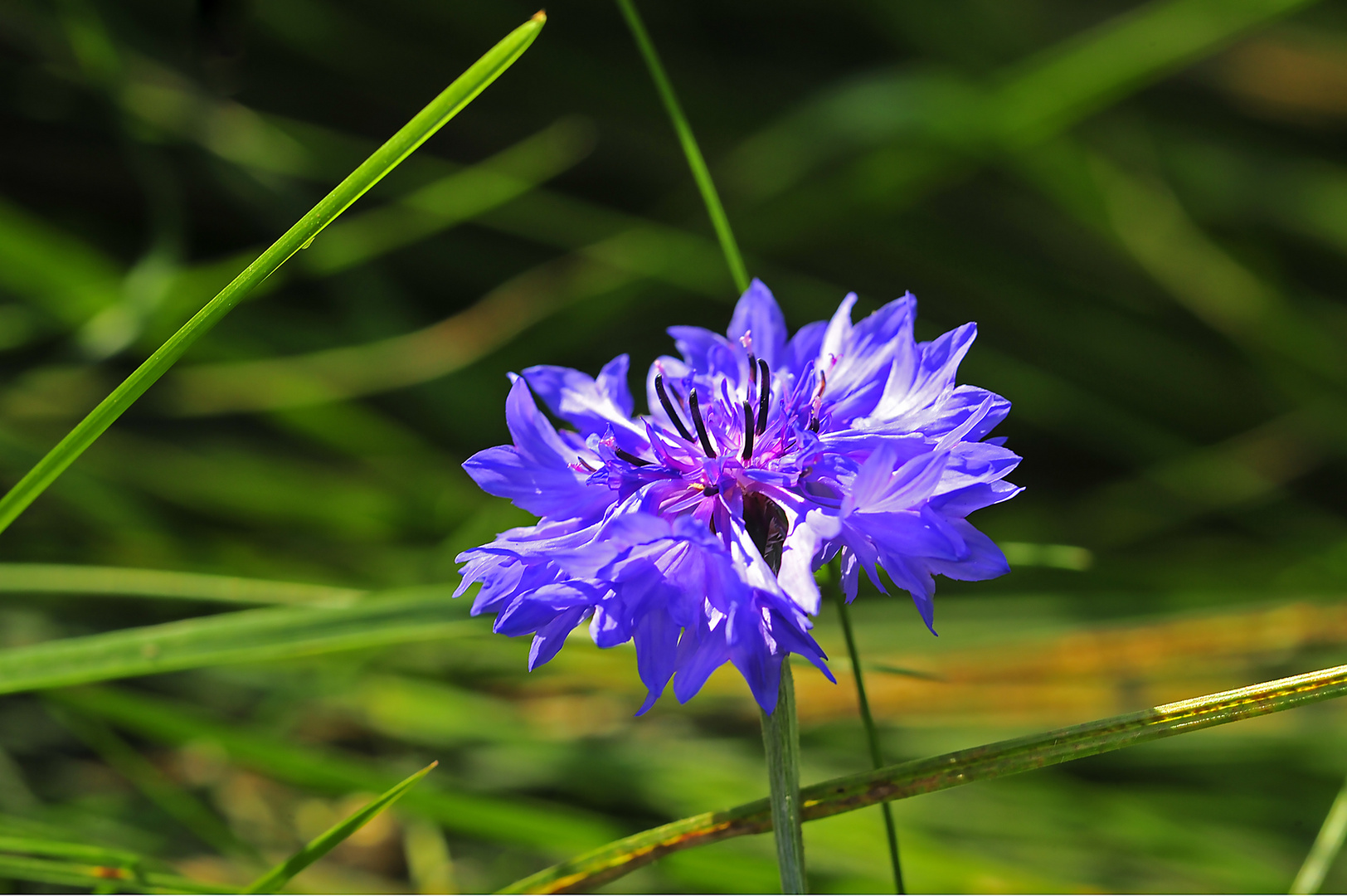 Kornblumen-Blau ...