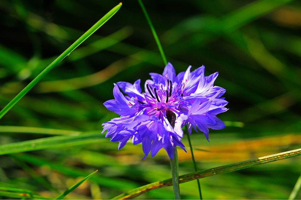 Kornblumen-Blau ...