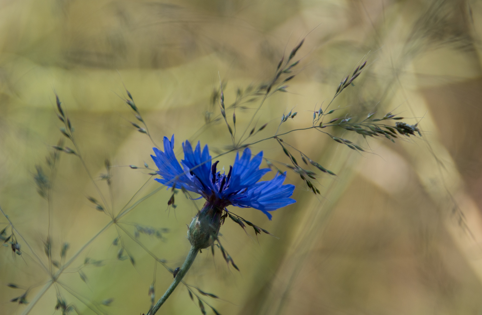 Kornblumen ... Blau