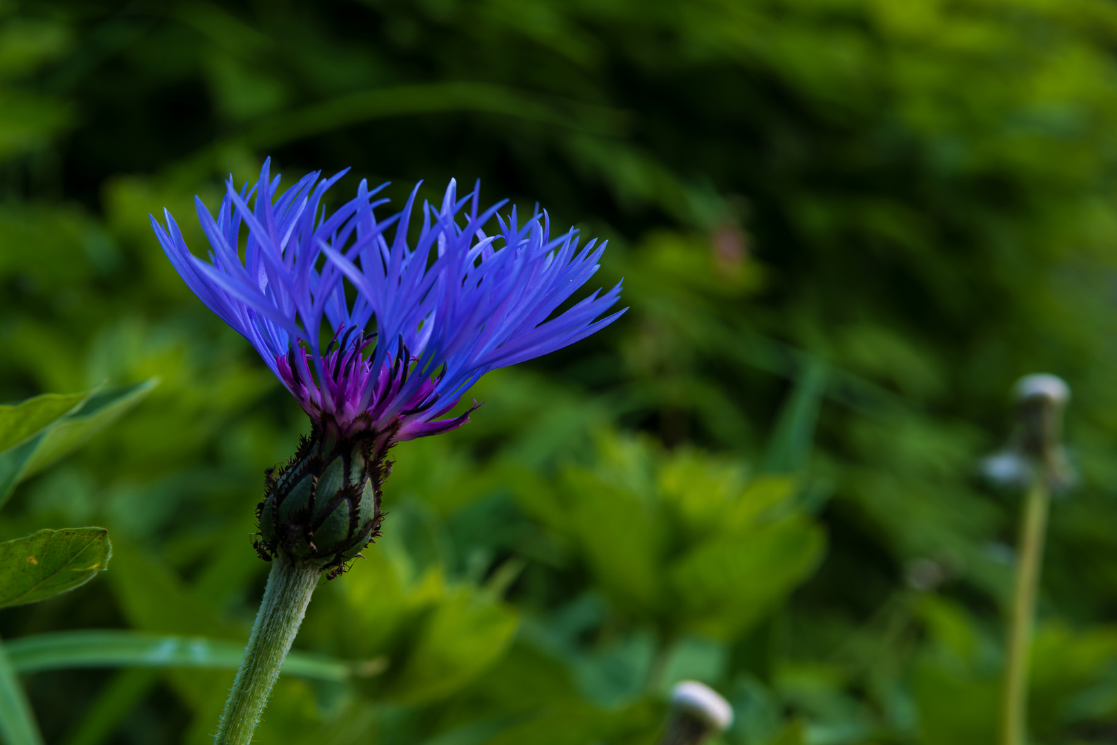 *** kornblumen - blau ***