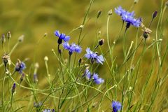 Kornblumen blau - ein Blickfang auf jedem Feld