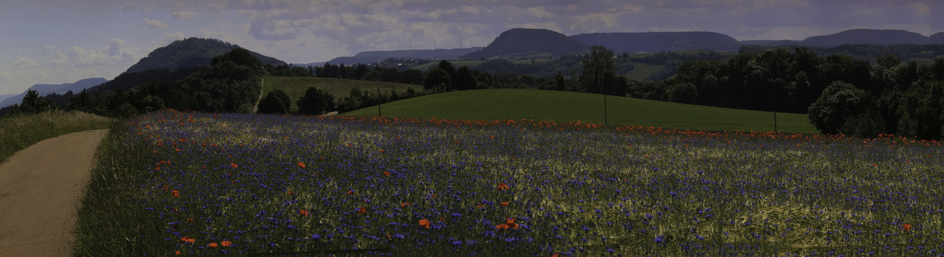 Kornblumen blau im Schwabenländle - Heute früh