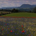 Kornblumen blau im Schwabenländle - Heute früh