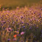 Kornblumen blauer Montag 