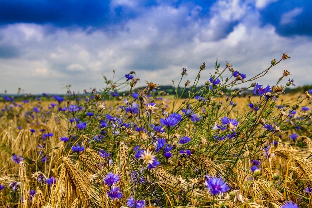 Kornblumen