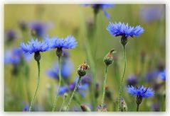 Kornblumen (Centaurea cyanus)