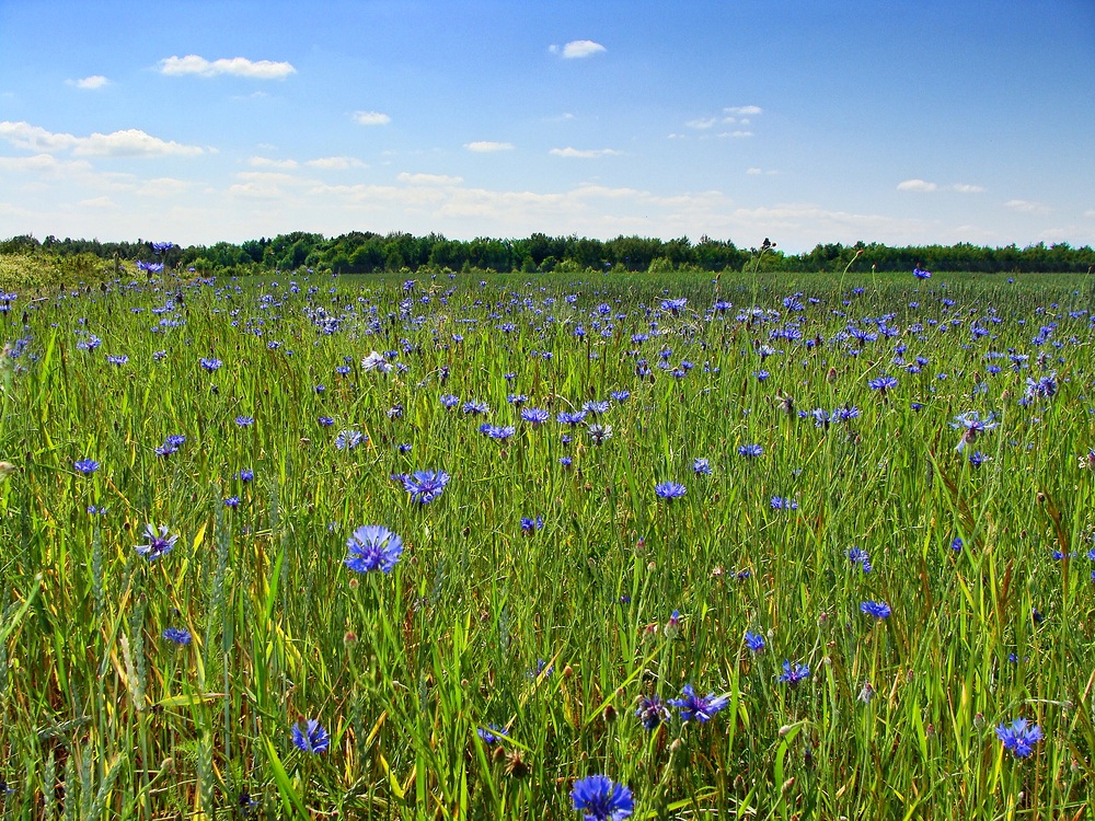 Kornblumen.....