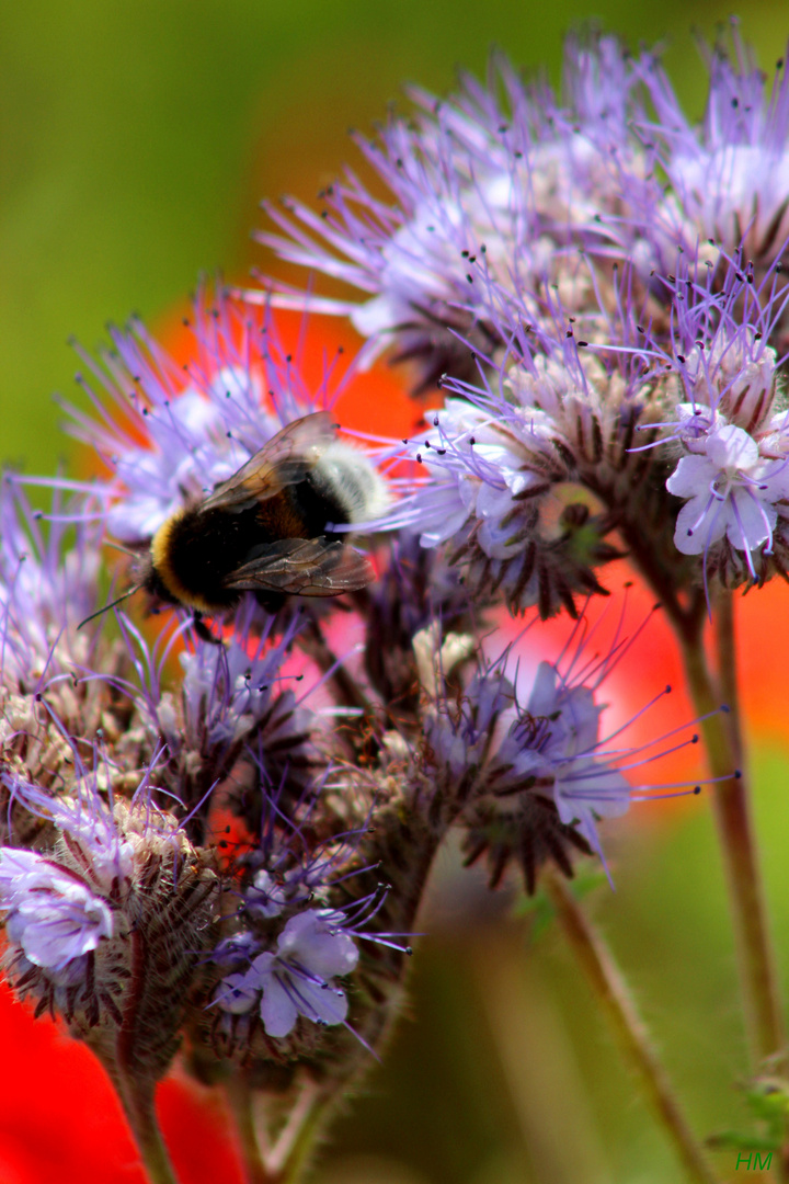 Kornblumen