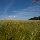 Kornblumen Himmel Blau ;-)....