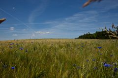 Kornblumen Himmel Blau ;-)....