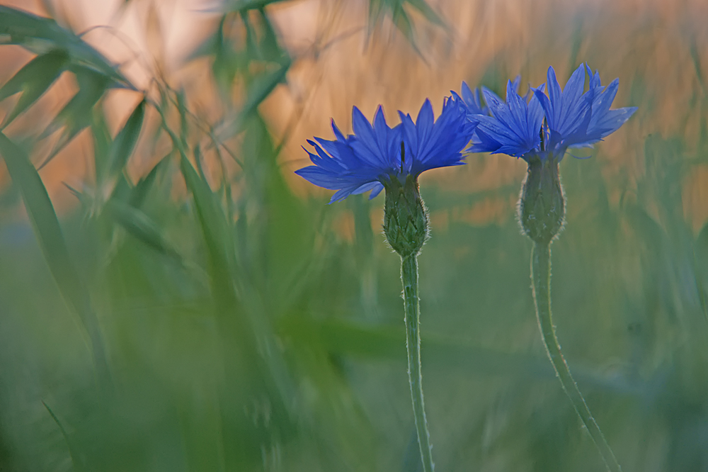 Kornblumen im Abendlicht